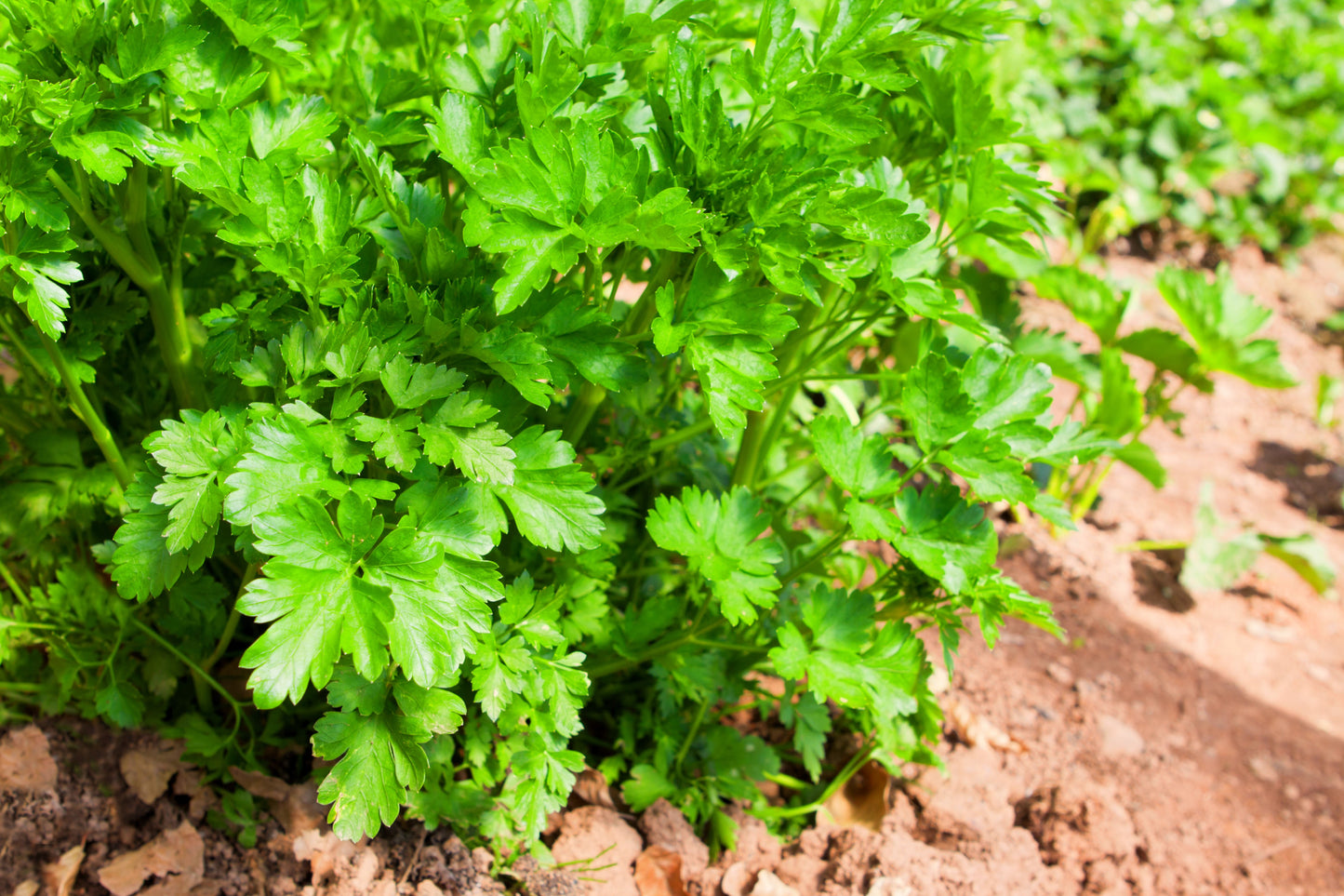 1000 GIANT ITALIAN Flat Leaf PARSLEY Petroselinum Crispum Neapolitanum Herb Vegetable Flower Seeds