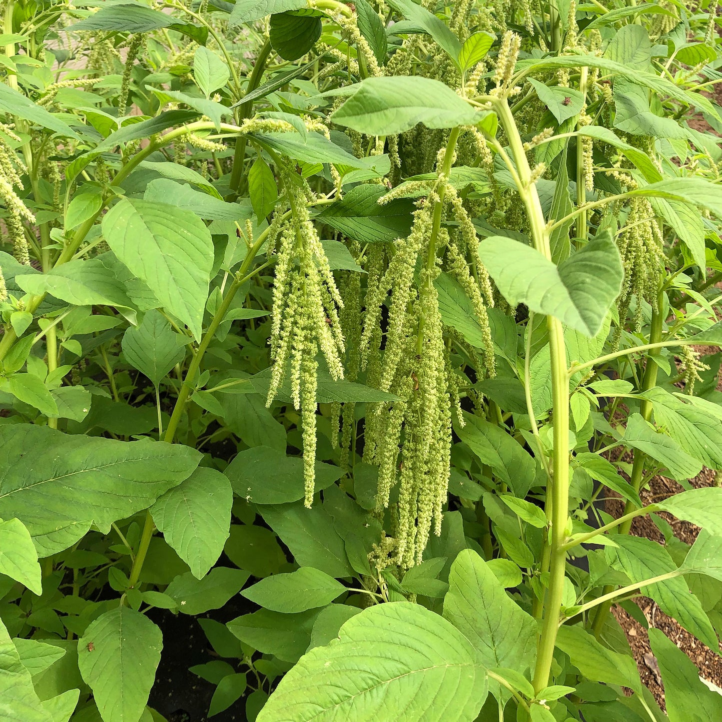 150 AMARANTHUS GREEN TAILS Amaranthus Caudatus Flower Seeds