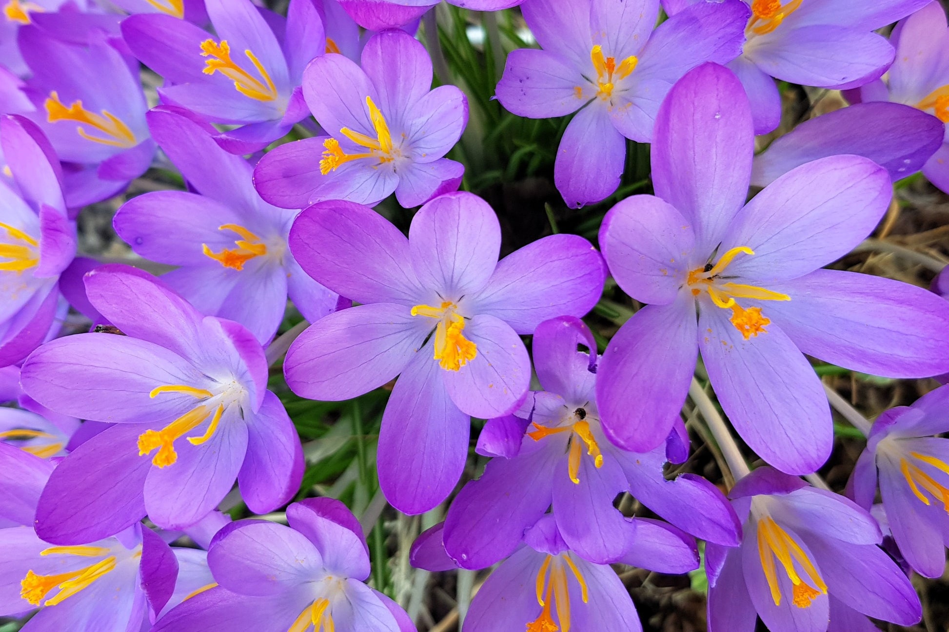 saffron flower seeds price 10 AUTUMN CROCUS Colchicum Autumnale Meadow Saffron Flower Seeds – Seedville USA