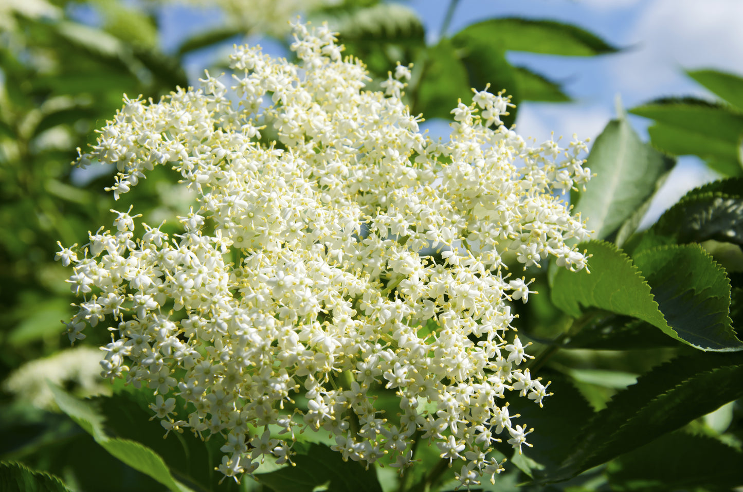 25 American ELDERBERRY FRUIT BUSH Shrub Tree Sambucus Nigra Seeds