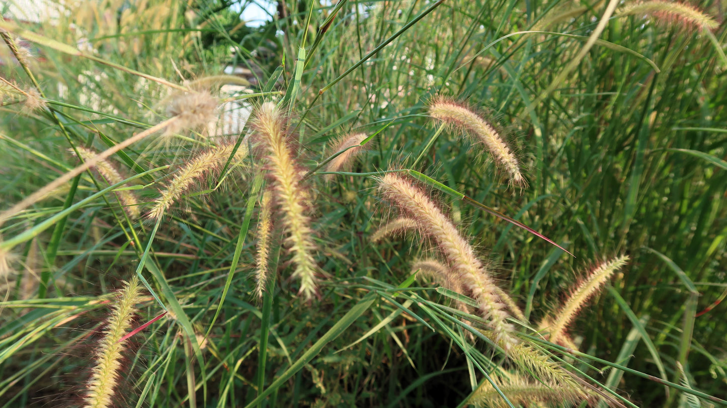 150 SWEET VERNAL GRASS Sweet Grass Vanilla Grass Anthoxanthum Odoratum Fragrant Vernalgrass Ornamental Craft Seeds