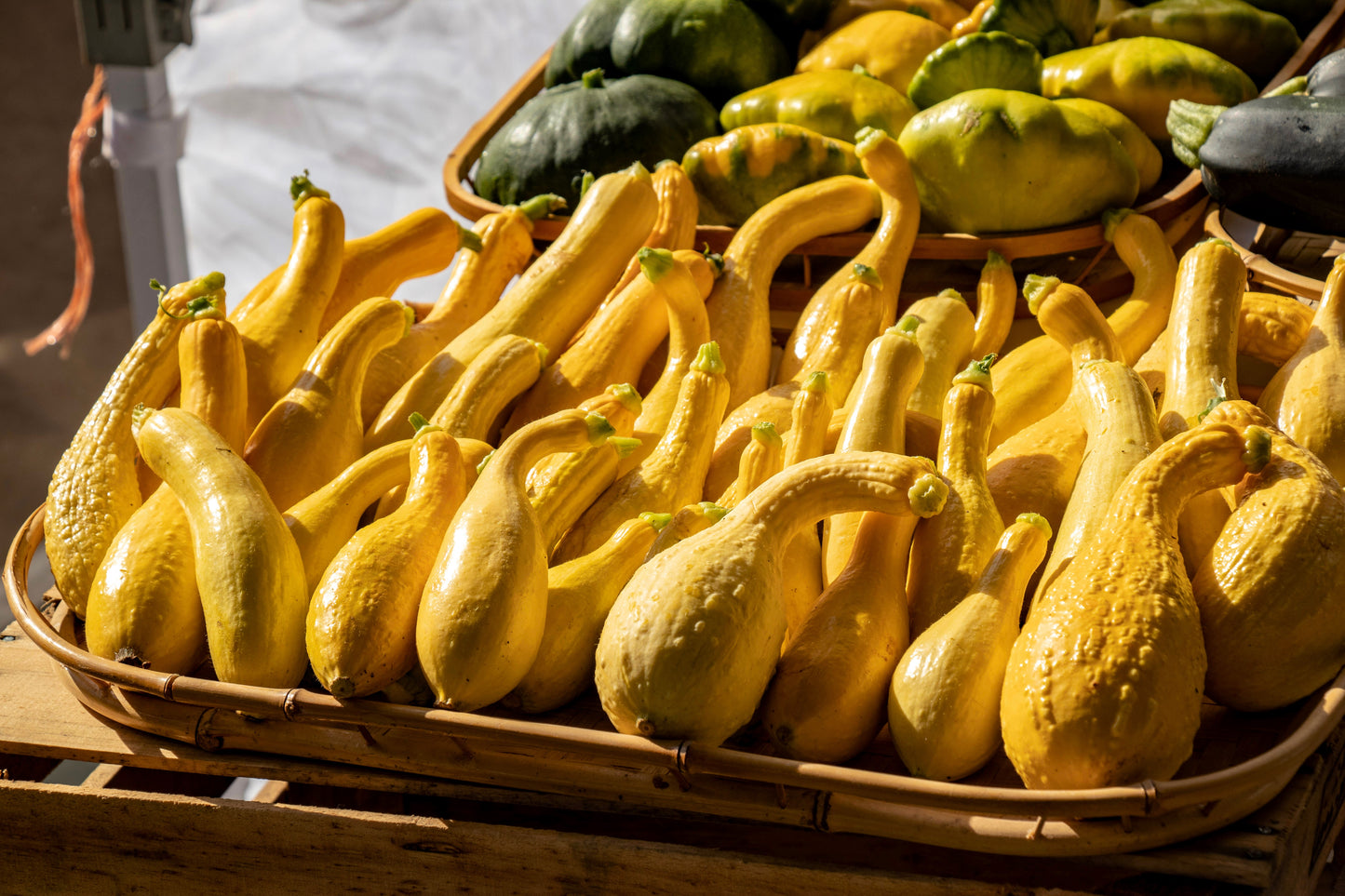 50 YELLOW CROOKNECK SQUASH Summer Cucurbita Pepo Crooked Neck Vegetable Seeds