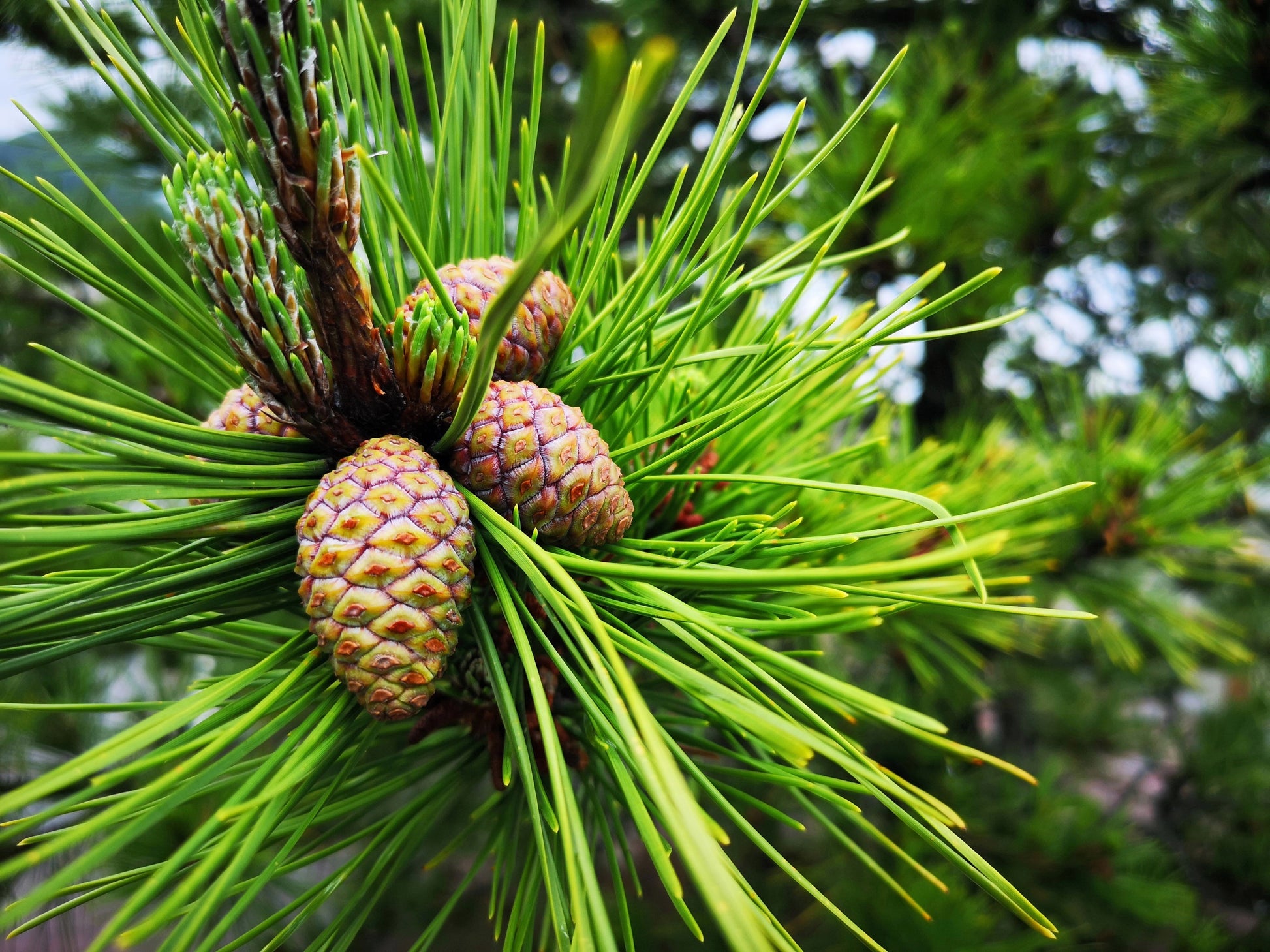 pine seeds to plant 10 RED Japanese PINE TREE Korean Pinus Densiflora Evergreen Seeds