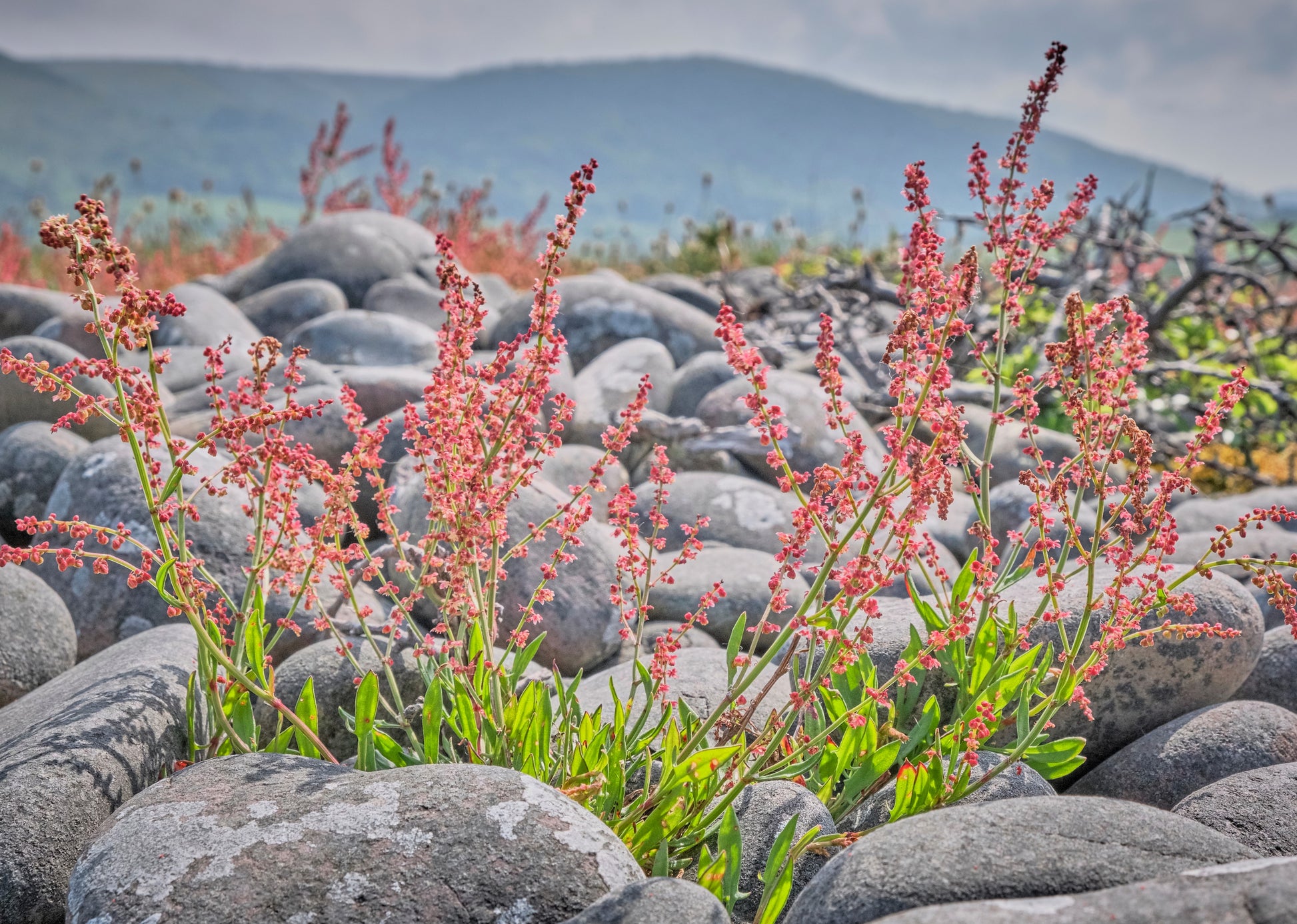 red sorrel herbicide 100 SHEEP SORREL Rumex Acetosella Red Field Sorrel Sour Weed Herb Flow – Seedville USA