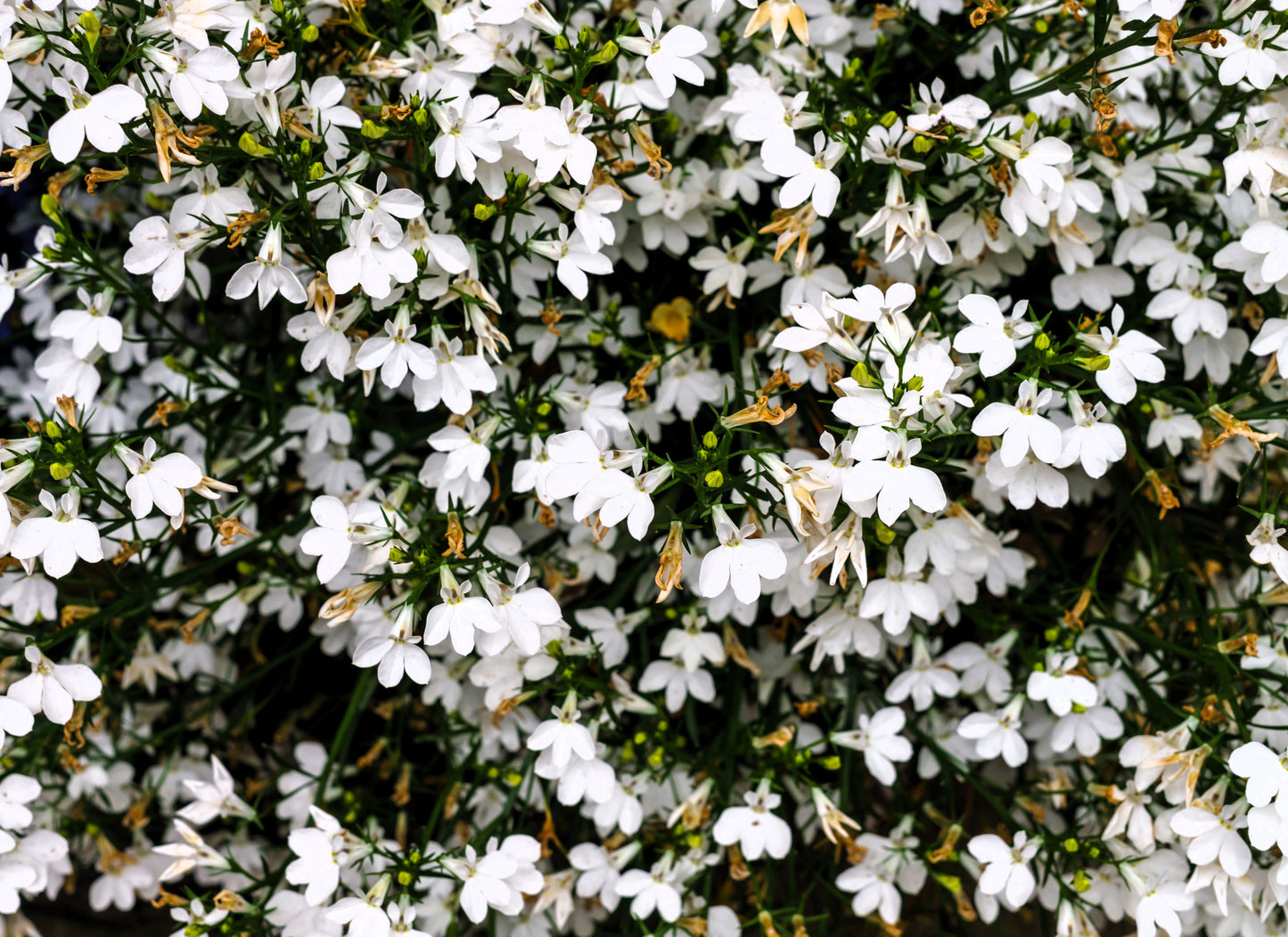 200 WHITE LOBELIA REGATTA Erinus Flower Seeds