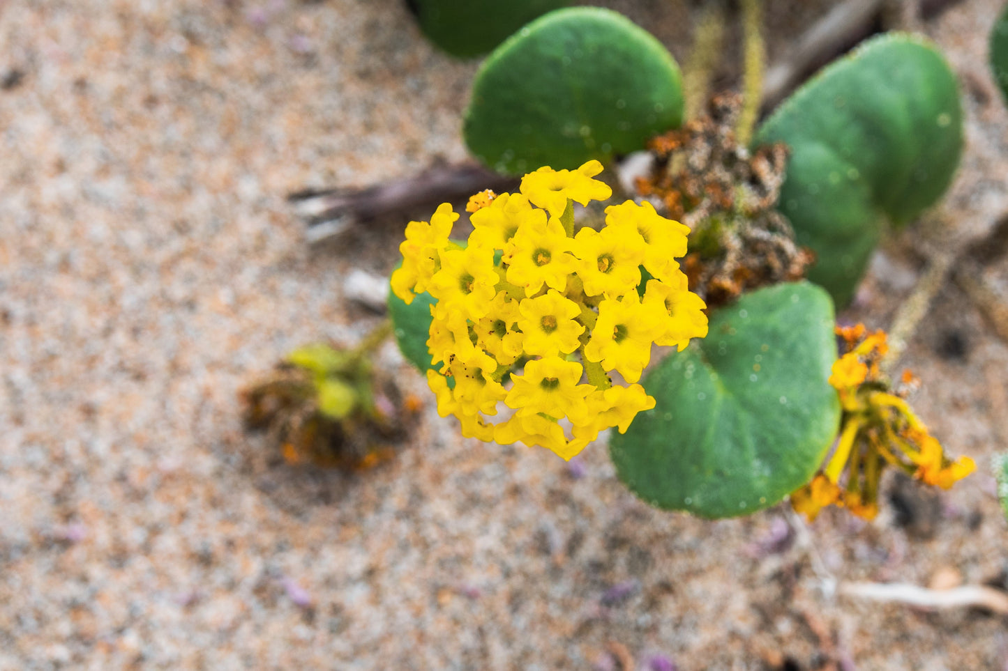 20 YELLOW SAND VERBENA Coastal Abronia Latifolia Arenaria Flower Seeds