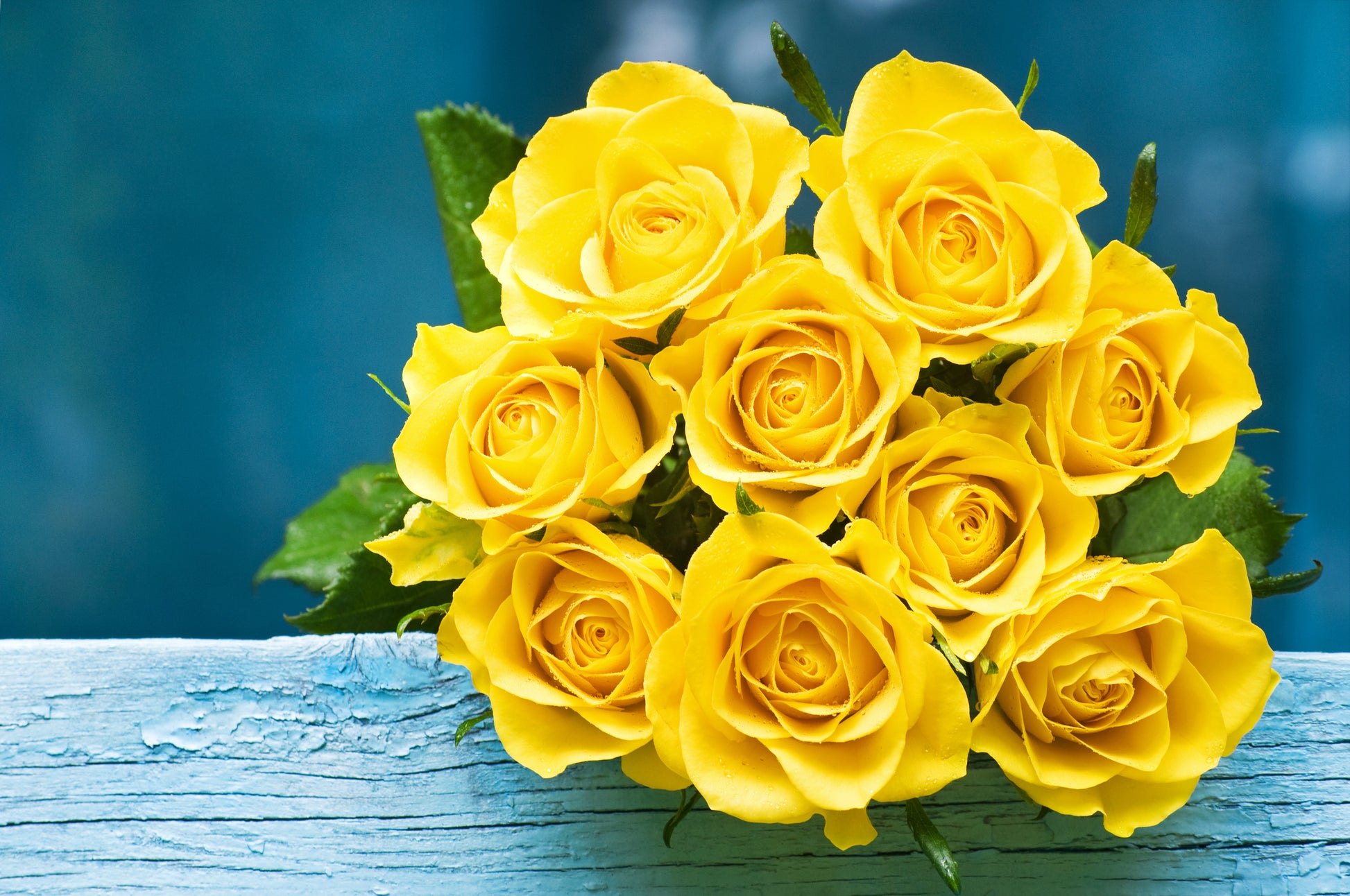 yellow rose seeds for sale 5 YELLOW ROSE Rosa Bush Shrub Perennial Flower Seeds