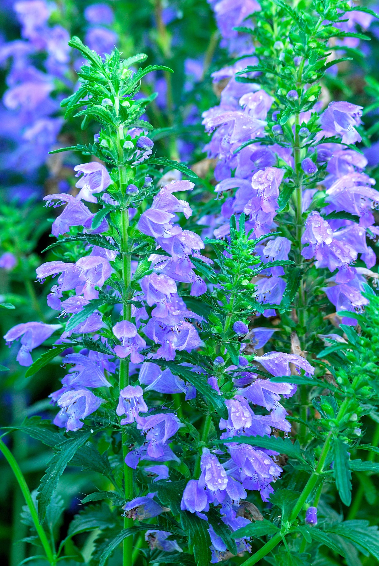 50 Purple False Dragon DRAGONS HEAD Obedient Plant Dracocephalum Flower Seeds