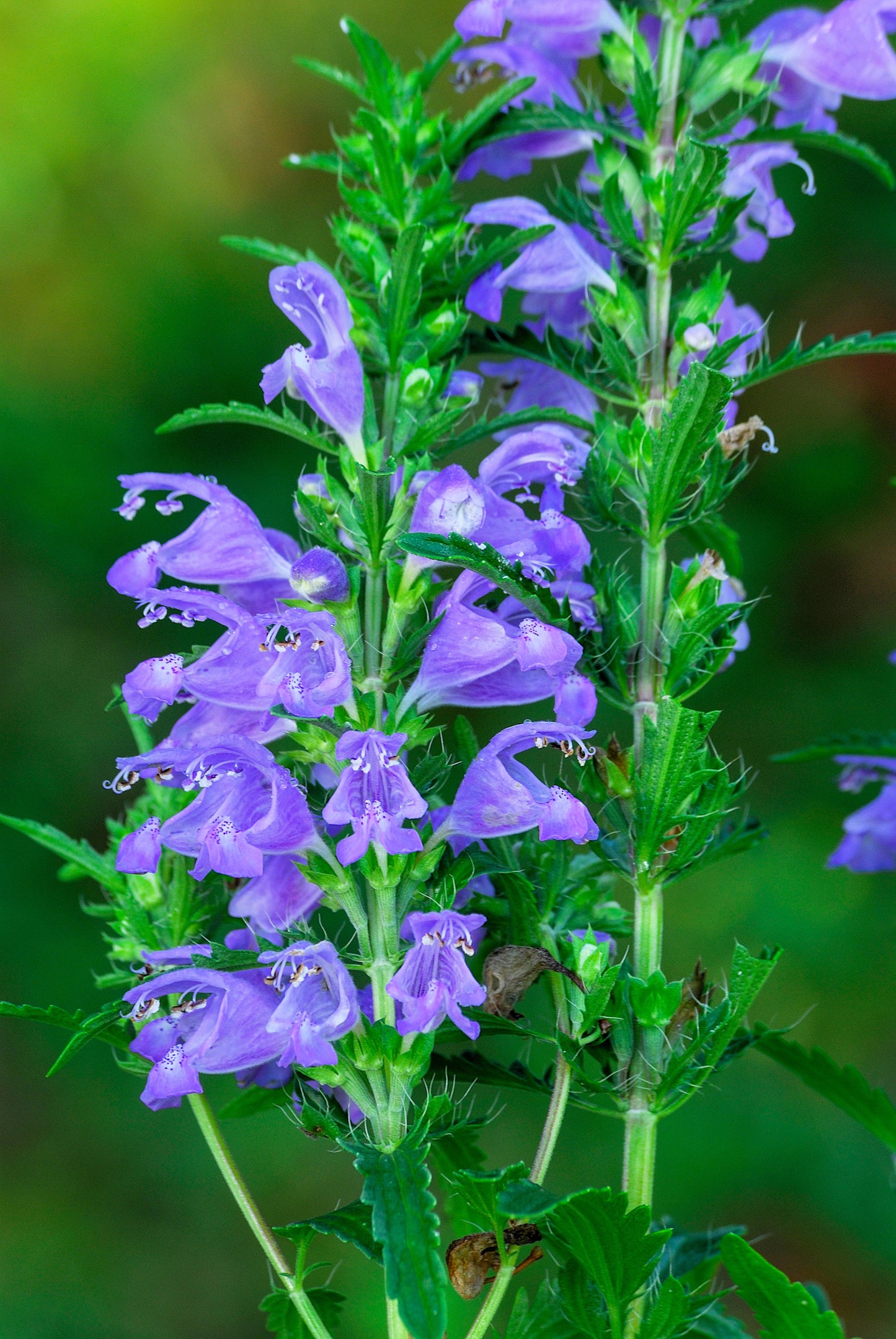 50 Purple False Dragon DRAGONS HEAD Obedient Plant Dracocephalum Flower Seeds