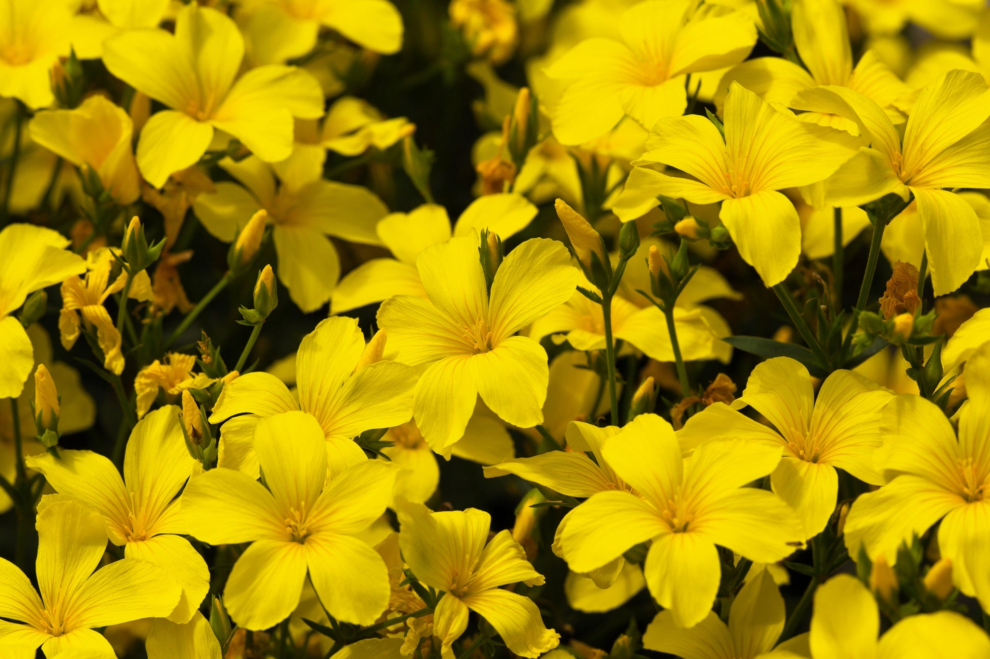 flax seed flower 500 Organic GOLDEN FLAX Yellow Linseed Common Linum Flavum Flower Seed – Seedville USA