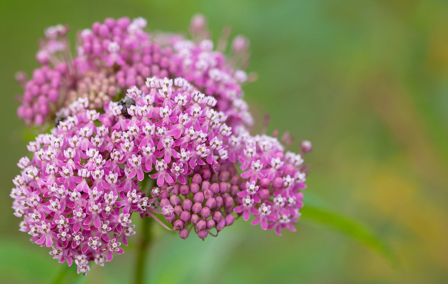 75 RED SWAMP MILKWEED Asclepias Incarnata Flower Seeds