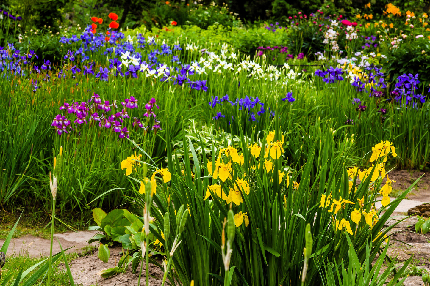 20 MIXED SIBERIAN IRIS Sibirica Iris Bicolor Blue Red White Yellow Purple Siberian Flag Flower Seeds