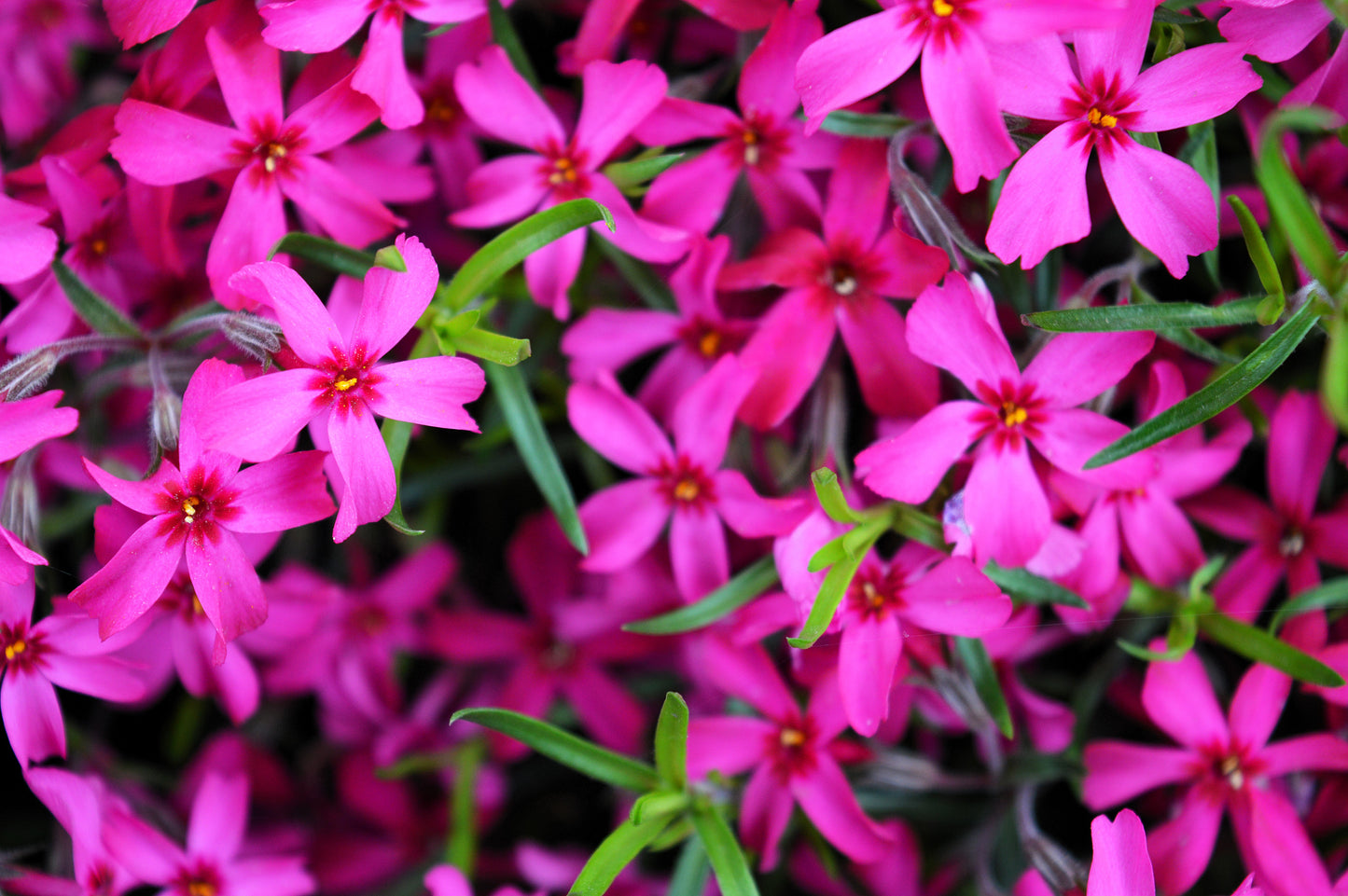 20 PRAIRIE PHLOX Pilosa Mixed Colors Pink Purple White Native Flower Seeds