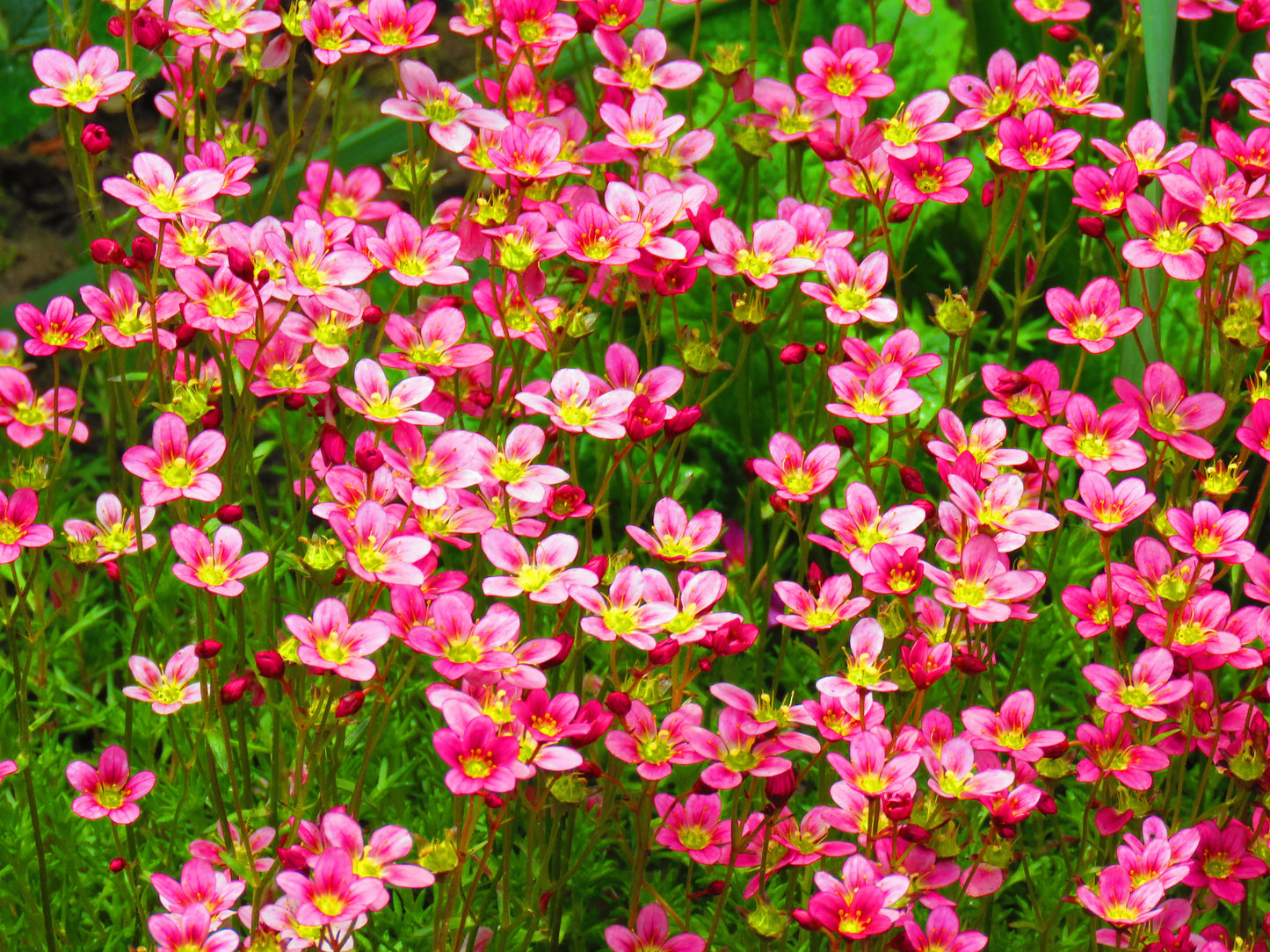50 FLORAL CARPET SAXIFRAGA Arendsii Rose Pink Mossy Rockfoil Evergreen Flower Seeds