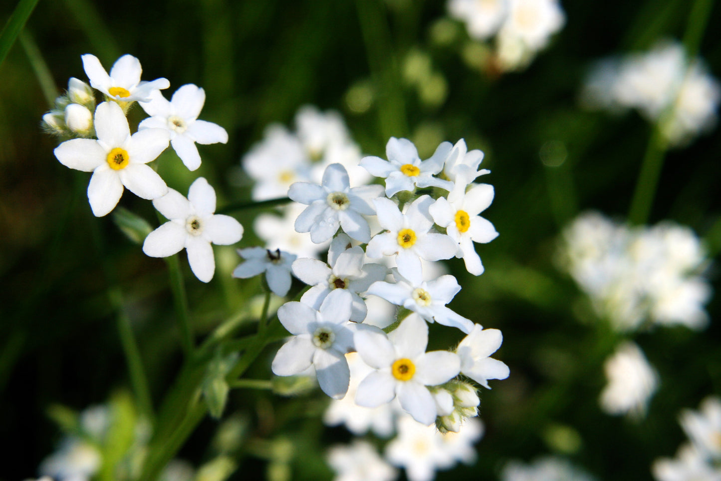 100 Victoria WHITE FORGET Me NOT Myosotis Alpestris Shade or Sun Flower Seeds