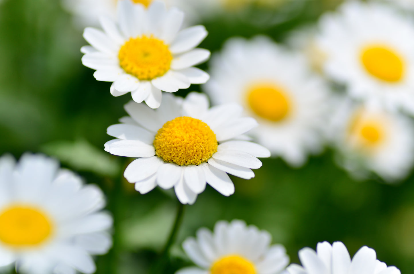 2000 OX EYE DAISY Marguerite Chrysanthemum Leucanthemum White Flower Seeds