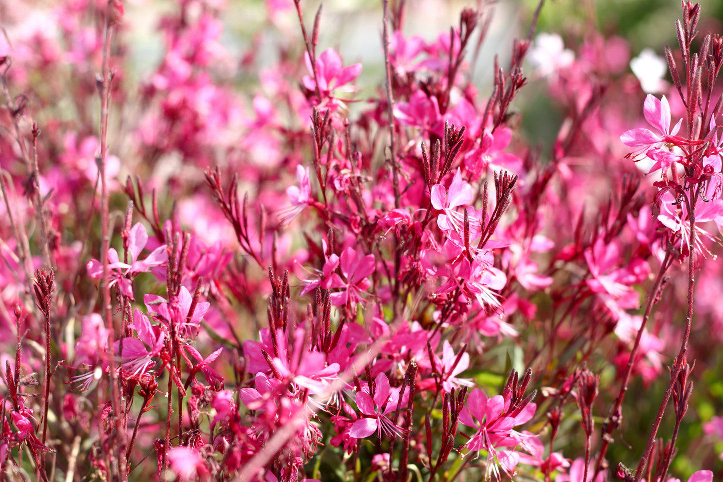 100 Pink GAURA WHIRLING BUTTERFLIES Gaura Biennis Flower Seeds