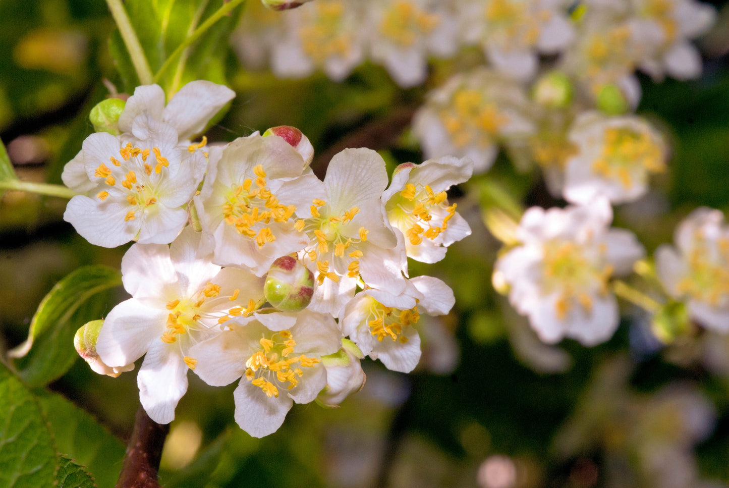 20 Variegated ARCTIC BEAUTY KIWI Fruit Edible Actinidia Kolomikta Vine Seeds