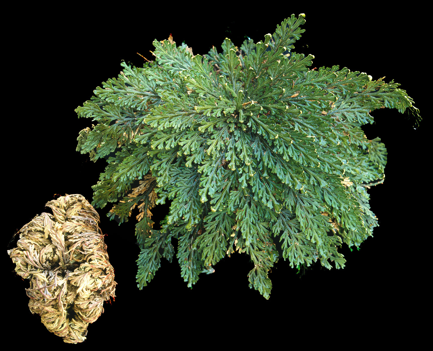 SMALL Live RESURRECTION PLANT Rose of Jericho Dinosaur Fern Miracle Air Houseplant