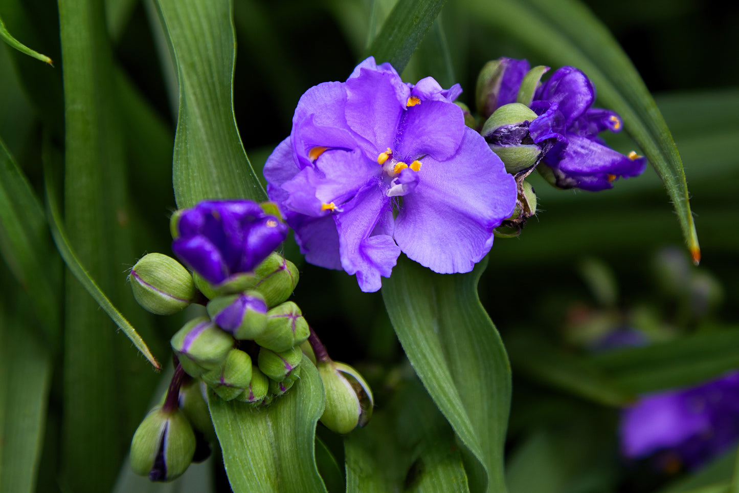 100 Purple OHIO SPIDERWORT (Widows Tears / Bluejacket) Tradescantia Ohiensis Flower Seeds