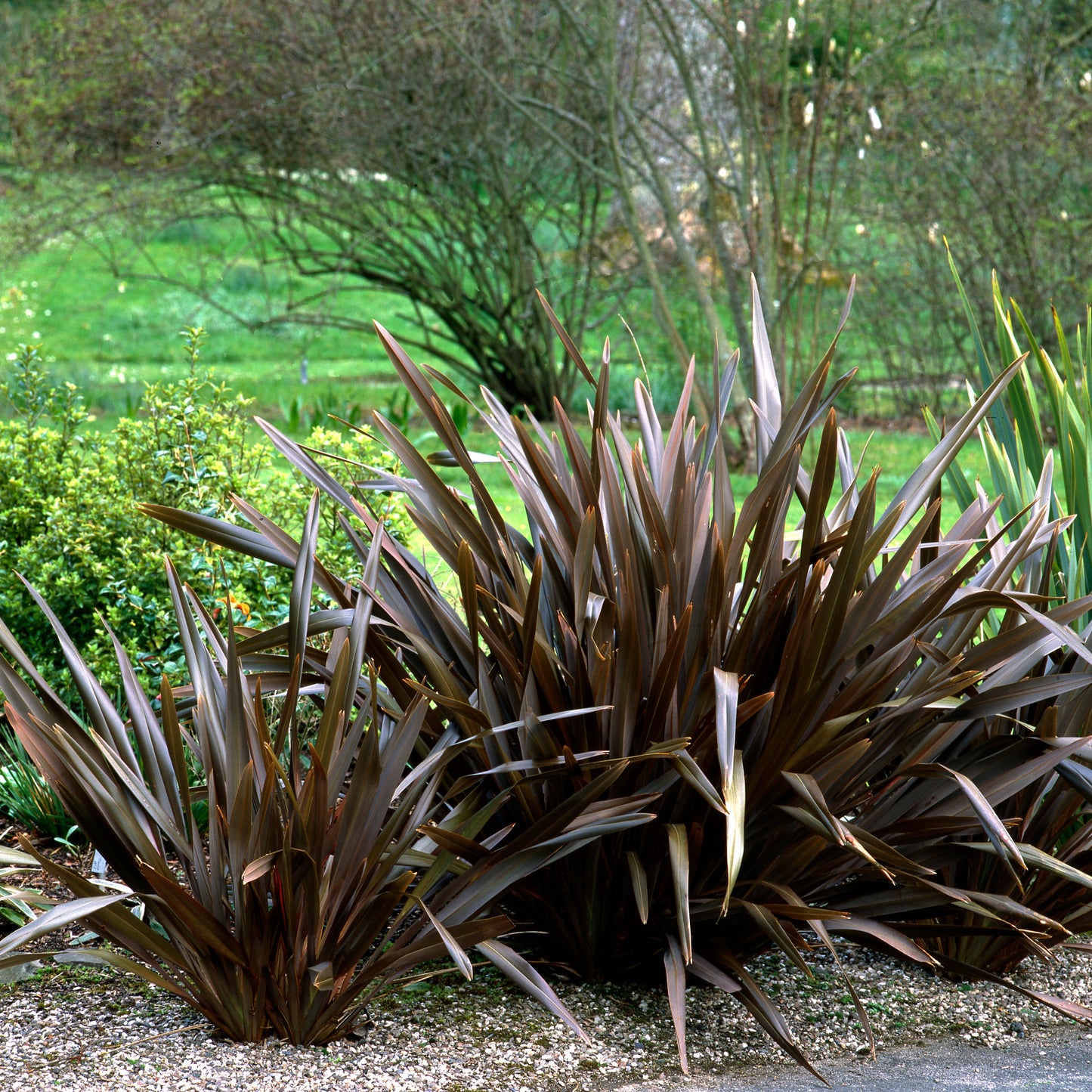 10 Purple NEW ZEALAND FLAX Phormium Tenax Purpureum Ornamental Grass Flower Seeds