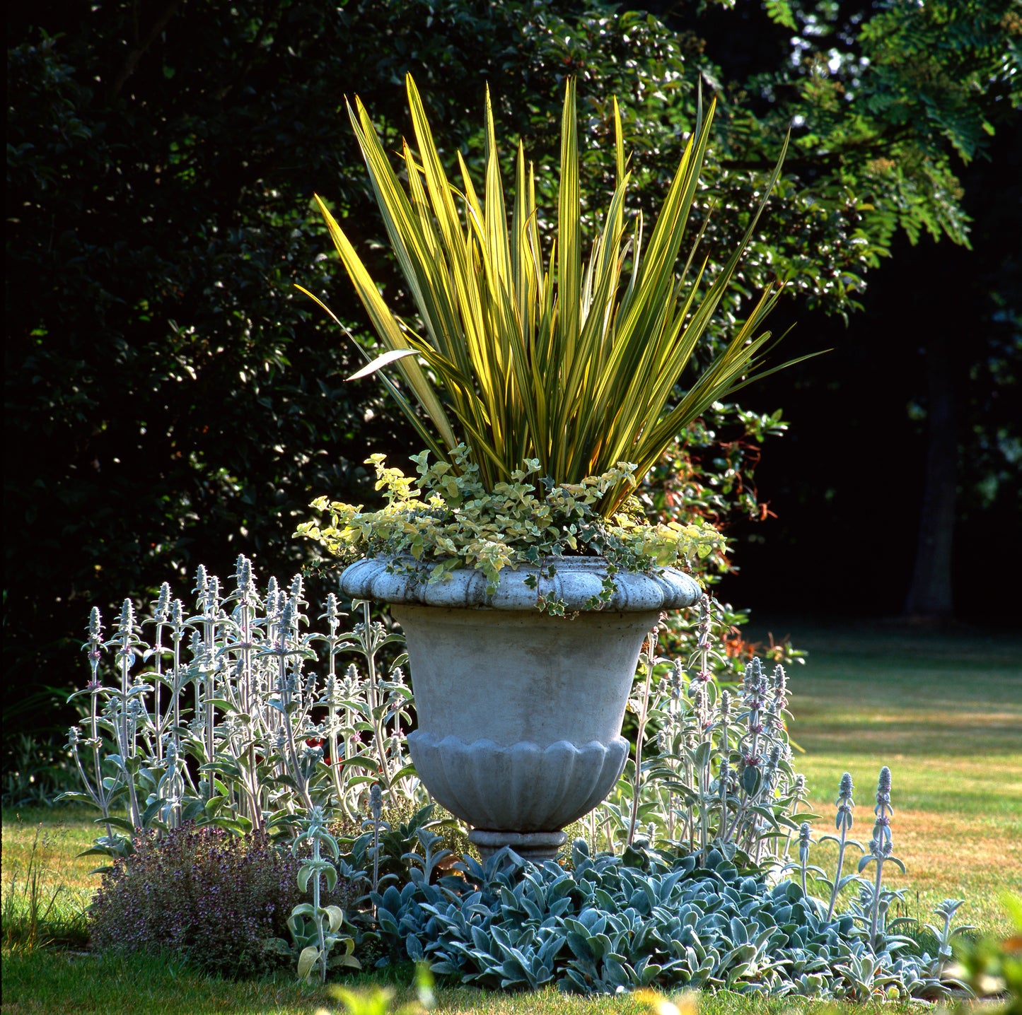 10 Variegated NEW ZEALAND FLAX Phormium Tenax Variegatum Ornamental Grass Flower Seeds