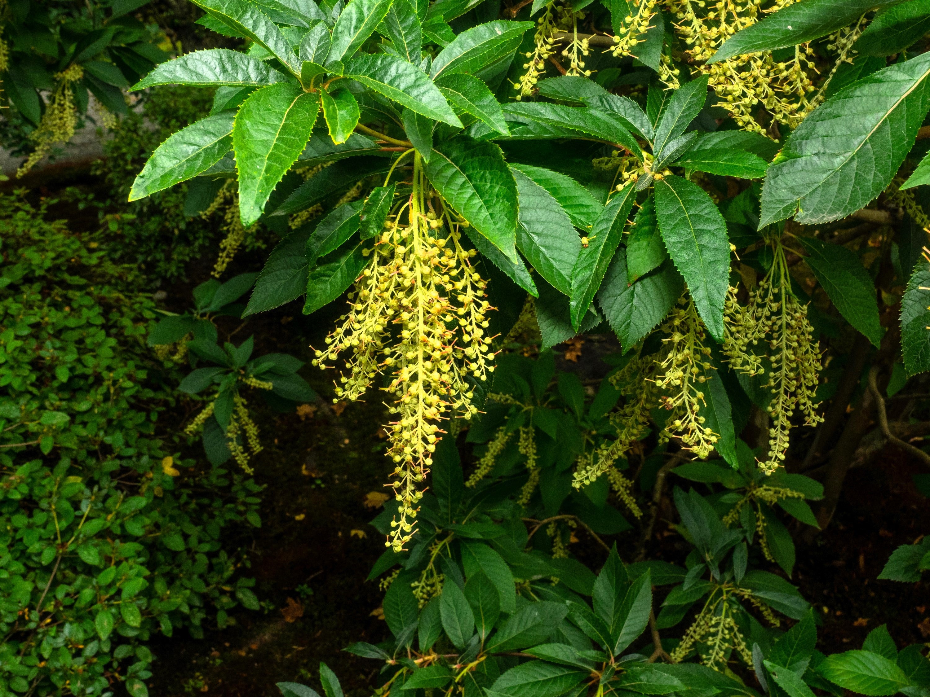100 Lily Of The Valley Sourwood Seeds (Oxydendrum Arboreum) - Honey Bee Tree, Perennial