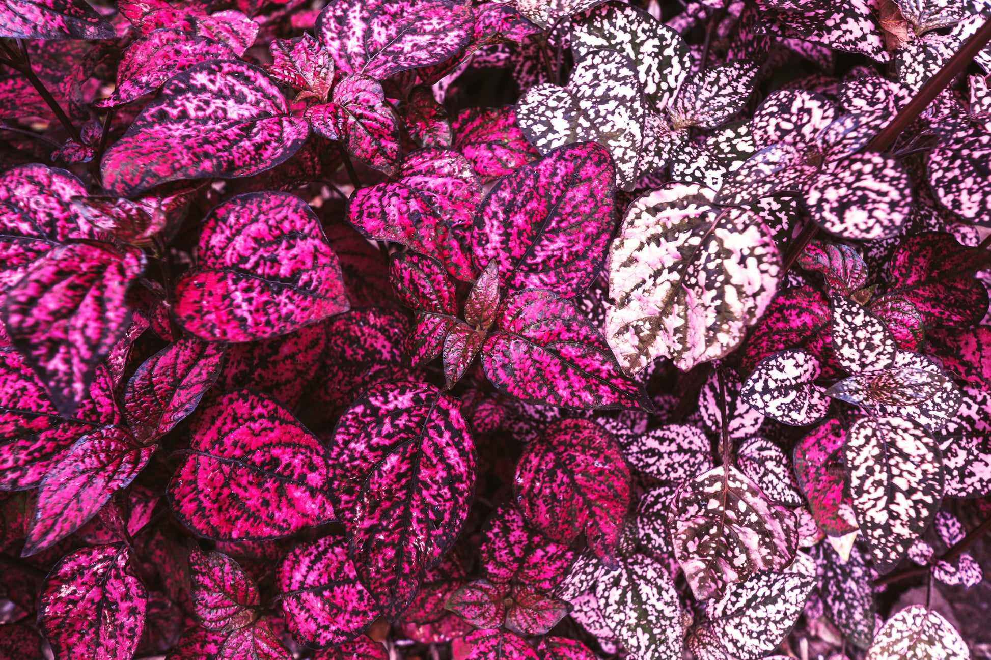 pink splash plant indoors 10 Dwarf ROSE Pink POLKA DOT PLANT Splash Select Hypoestes Phyllostach – Seedville USA