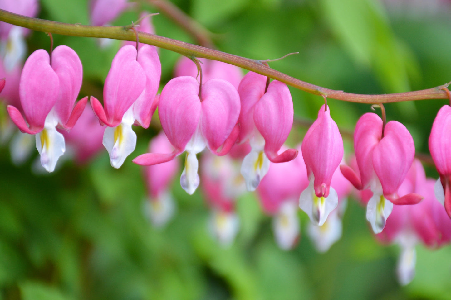 10 BLEEDING HEART - PINK Old Fashioned Dicentra Formosa Shade Flower Seeds