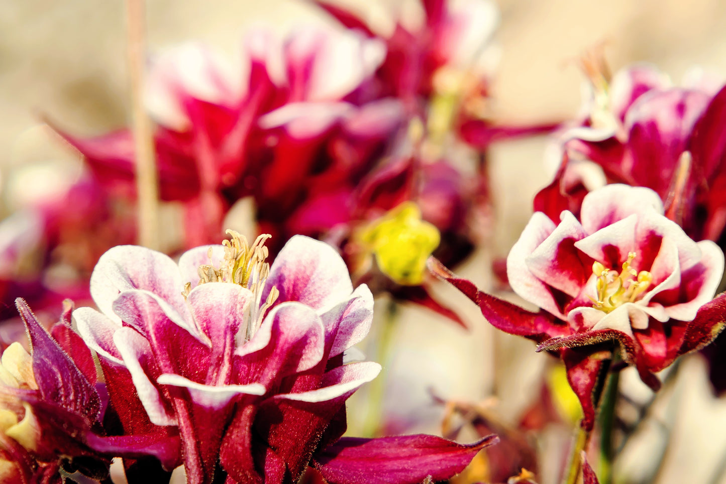 50 Double WINKY ROSE & White COLUMBINE Aquilegia Vulgaris Flower Seeds