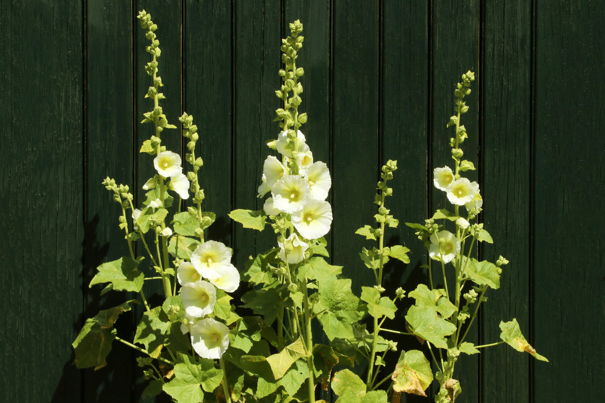 25 WHITE HOLLYHOCK Alcea Rosea Flower Seeds Perennial