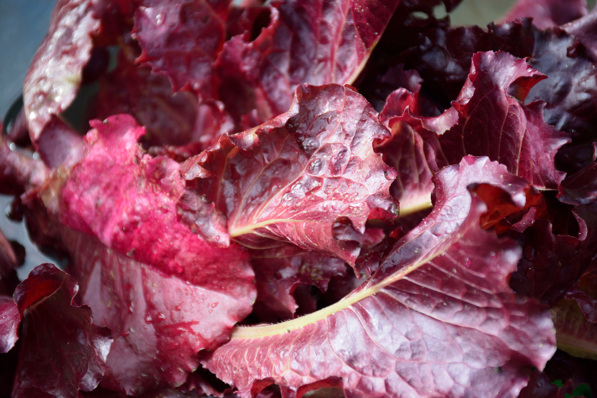 3000 RUBY LEAF LETTUCE Red Loose Leaf Heirloom Lactuca Sativa Vegetable Seeds