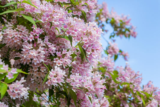 10 BEAUTY BUSH SHRUB Beautybush Kolkwitzia Amabilis Pink & White Flower Red Berry Seeds