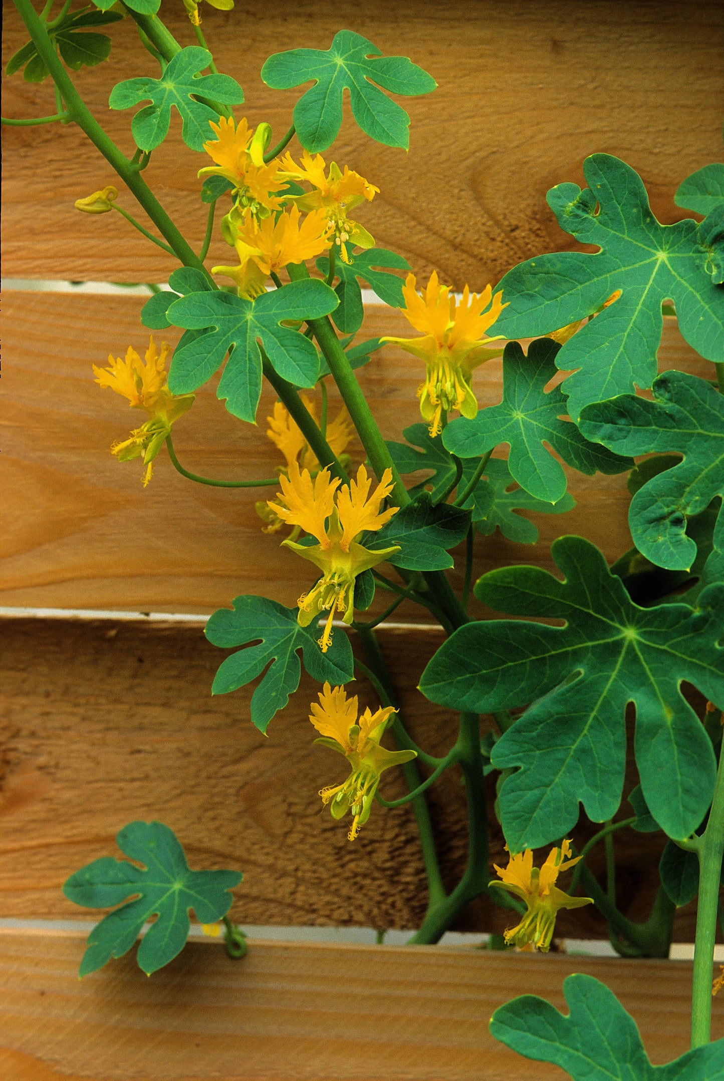 10 CANARY CREEPER NASTURTIUM Vine Tropaeolum Peregrinum Yellow Canarybird Flower Seeds