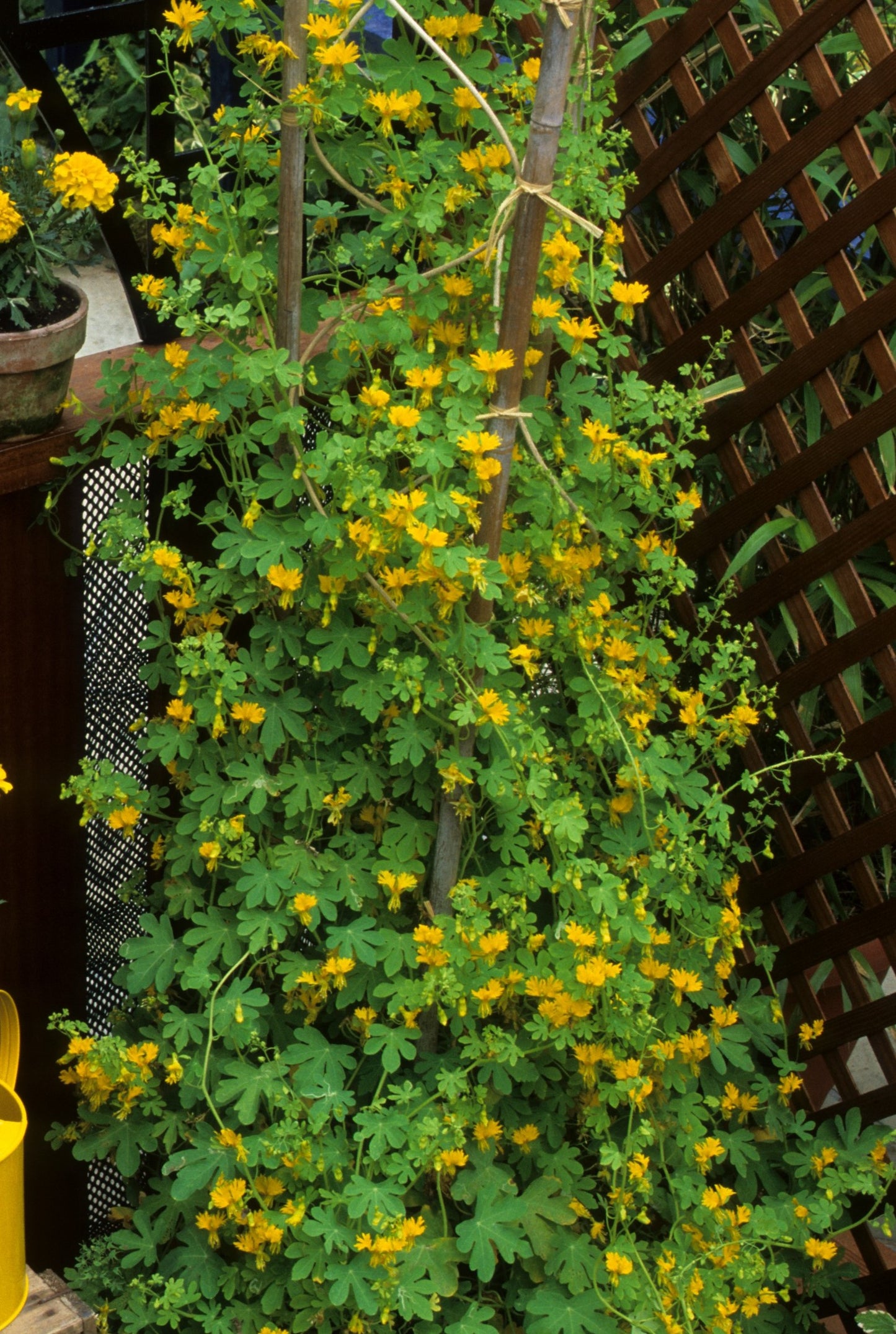 10 CANARY CREEPER NASTURTIUM Vine Tropaeolum Peregrinum Yellow Canarybird Flower Seeds