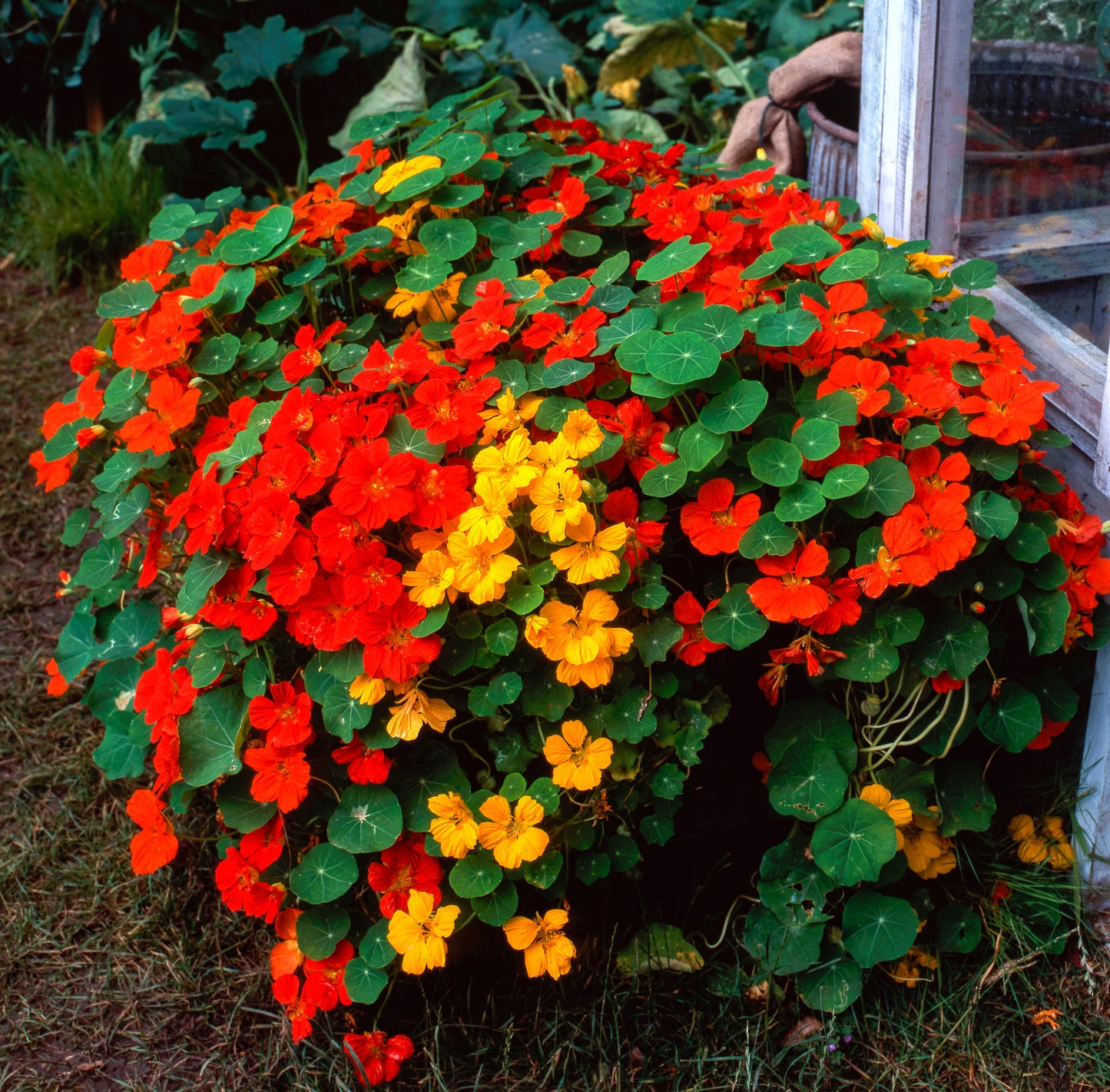 50 Mixed Colors DWARF JEWEL NASTURTIUM Tropaeolum Minus Flower Seeds