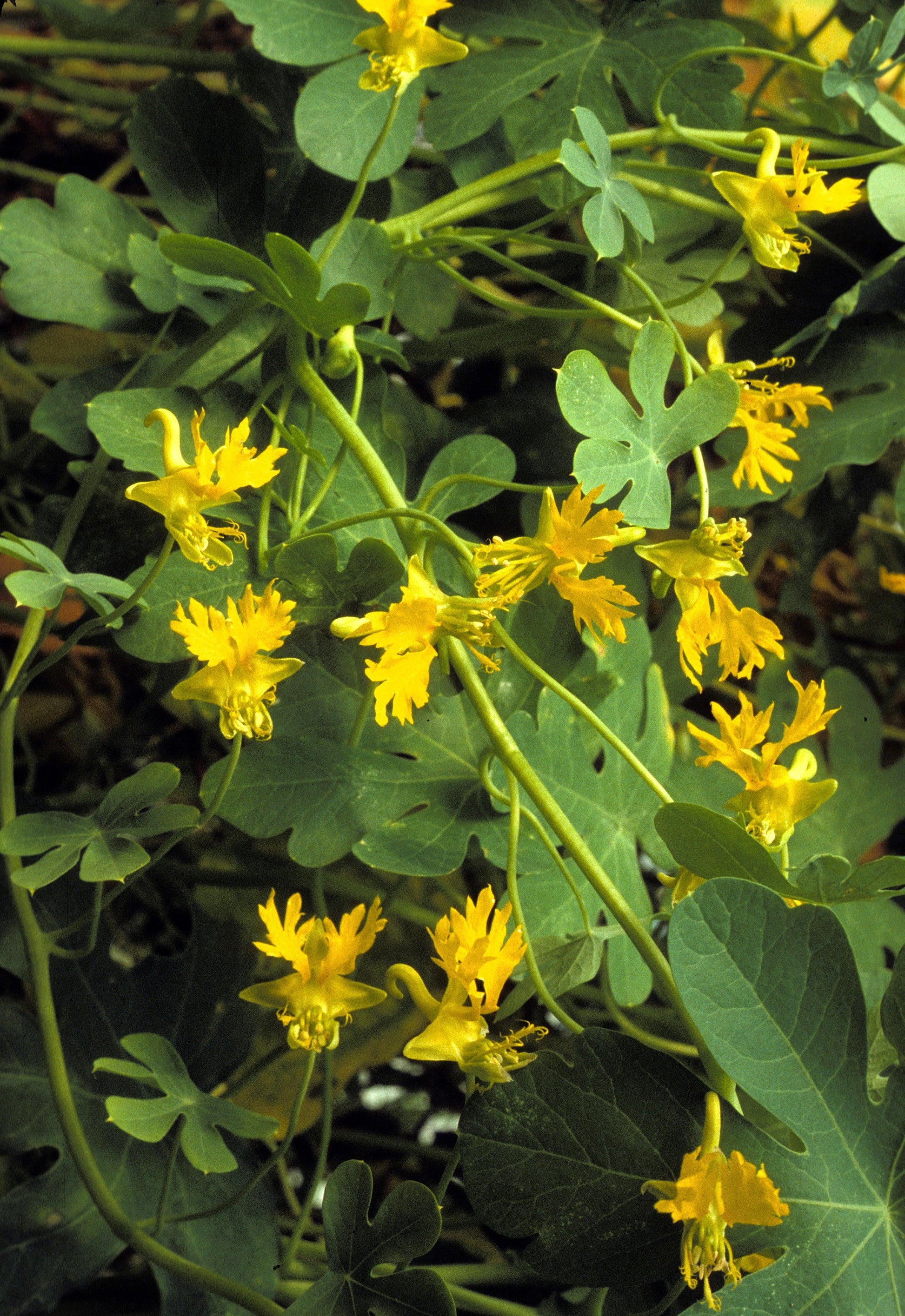 green birdflower plant seeds 10 CANARY CREEPER NASTURTIUM Vine Tropaeolum Peregrinum Yellow Canaryb – Seedville USA