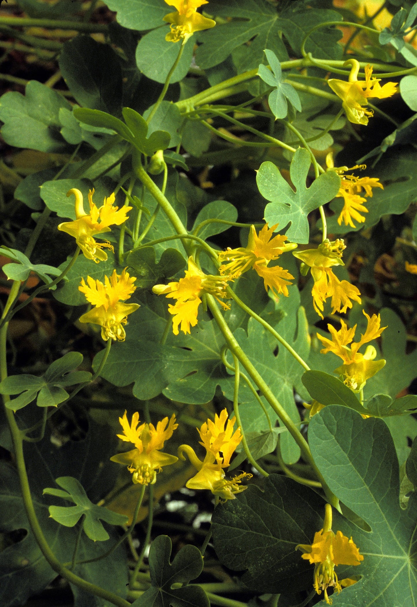 10 CANARY CREEPER NASTURTIUM Vine Tropaeolum Peregrinum Yellow Canarybird Flower Seeds