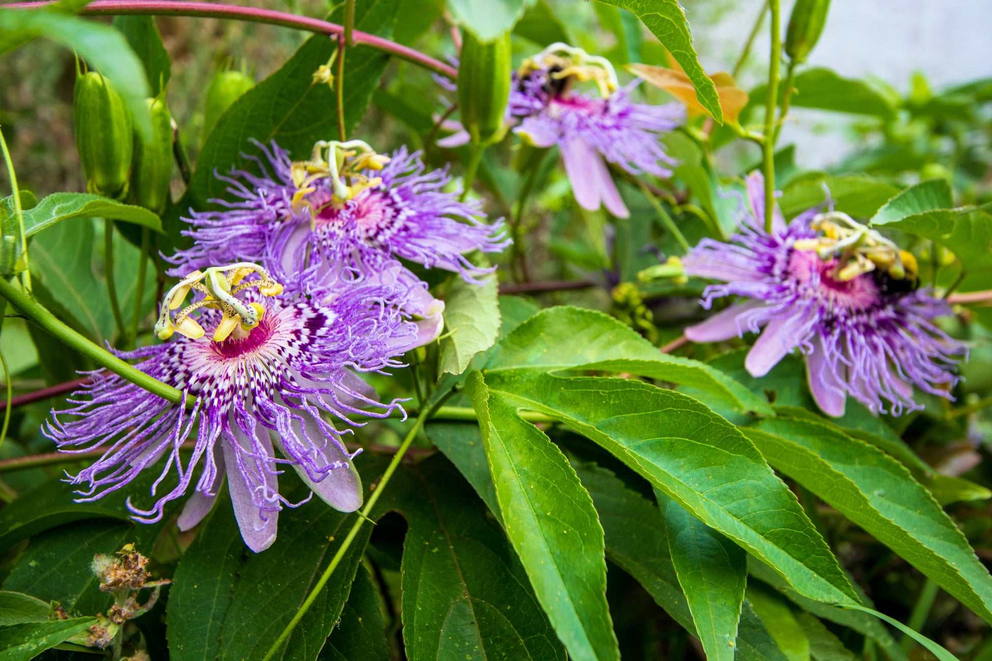 purple passion plant seeds 10 Purple PASSION FLOWER Passion FRUIT Granadilla Passiflora Incarnata – Seedville USA