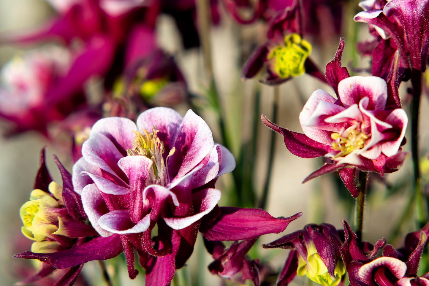 50 Double WINKY ROSE & White COLUMBINE Aquilegia Vulgaris Flower Seeds