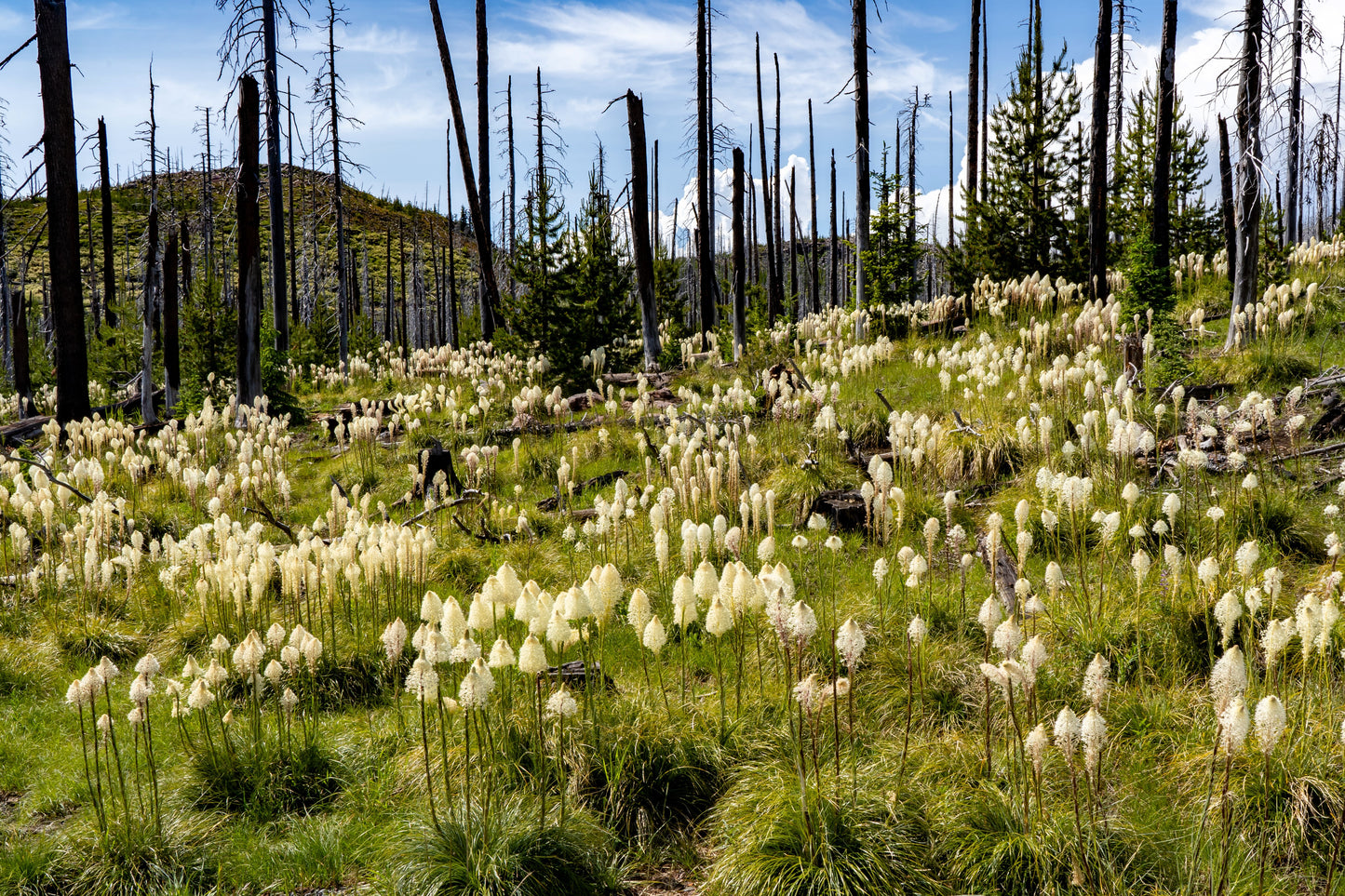 100 BEAR GRASS aka Bear LILY Beargrass Ornamental Xerophyllum Tenax Flower Seeds