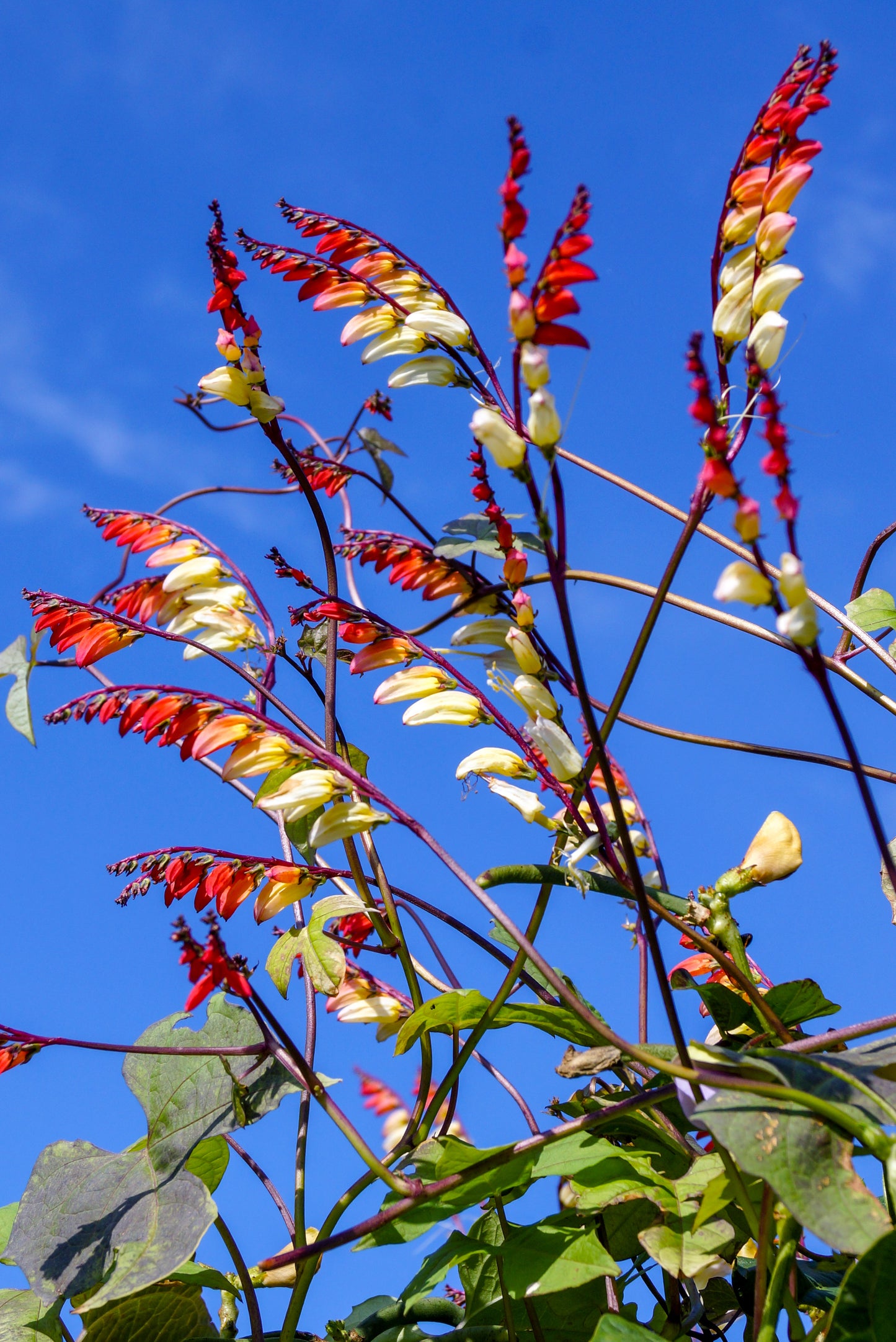 10 FIRECRACKER VINE Flower Mina Lobata Exotic Love Spanish Flag Ipomoea Seeds