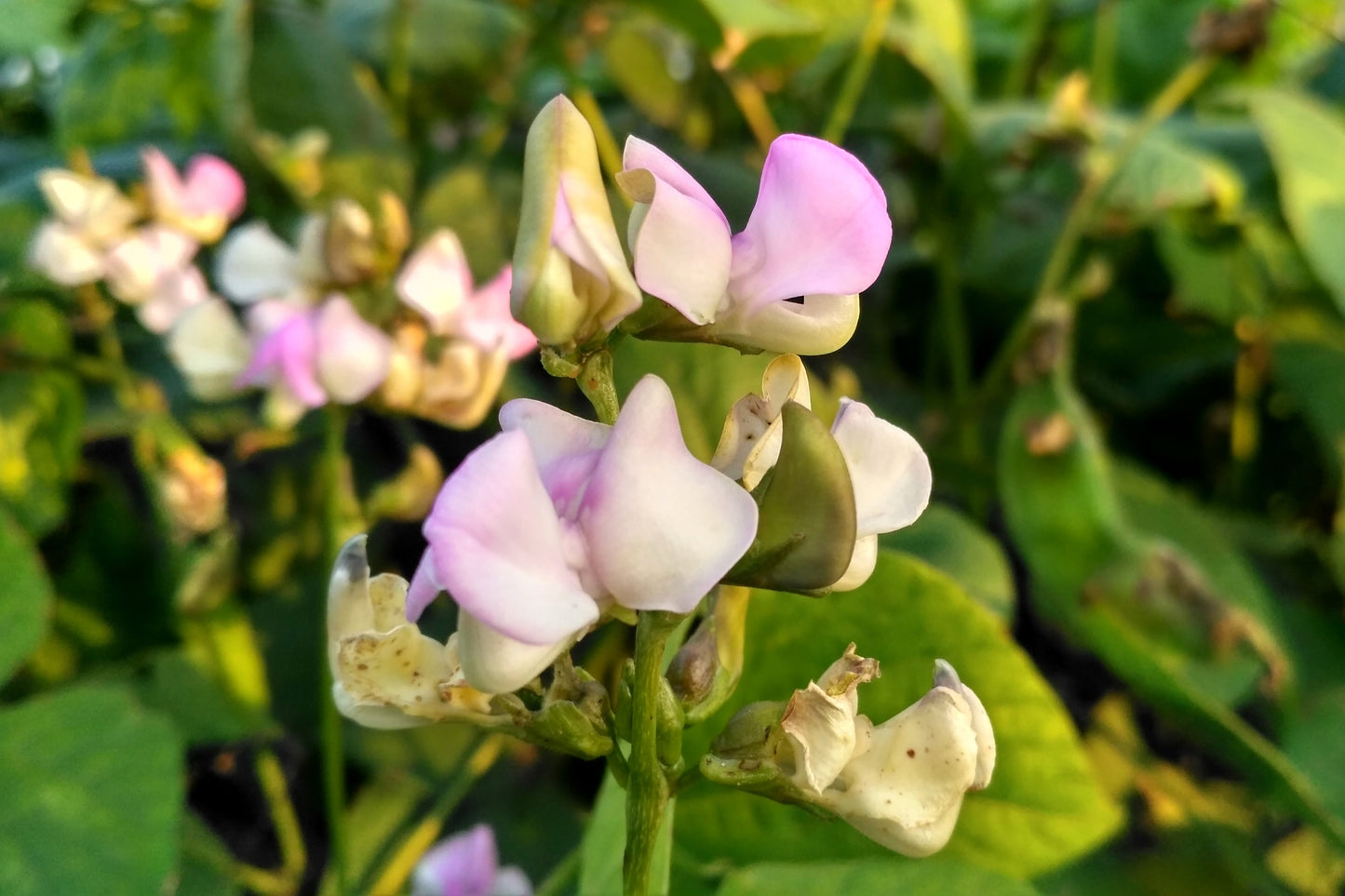 100 BLACKEYE PEA (Cow Pea / Cowpea / Southern Pea / Blackeyed Pea / Black Eye Pea) Vigna Unguiculata Vegetable Seeds