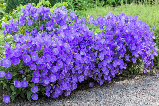 1000 TUSSOCK BELLFLOWER (Carpathian Bellflower) Campanula Carpatica Flower Seeds