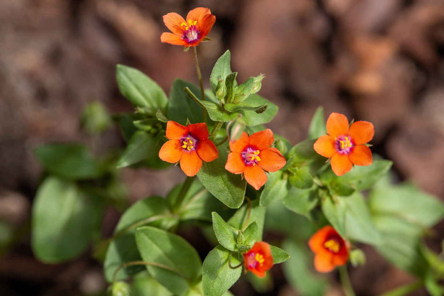 100 SCARLET PIMPERNEL (Adders Eyes) Anagallis Arvensis Flower Seeds