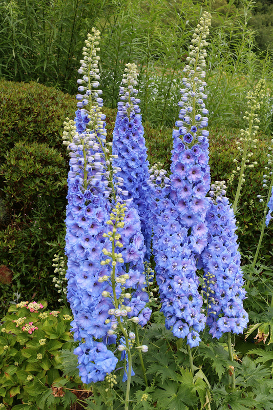 350 Blue with Pink ROCKET LARKSPUR DELPHINIUM Consolida Ajacis Seeds