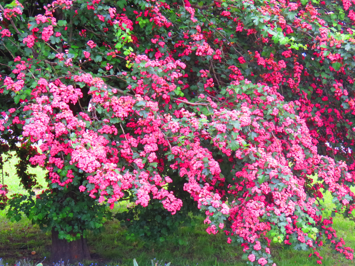 20 ENGLISH HAWTHORN TREE Edible Fruit Flower Mayflower Crataegus Laevigata Seeds