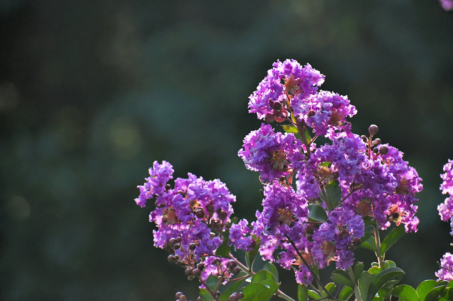 35 LILAC Light Purple CREPE MYRTLE Lagerstroemia Indica Flowering Shrub Bush Small Tree Seeds