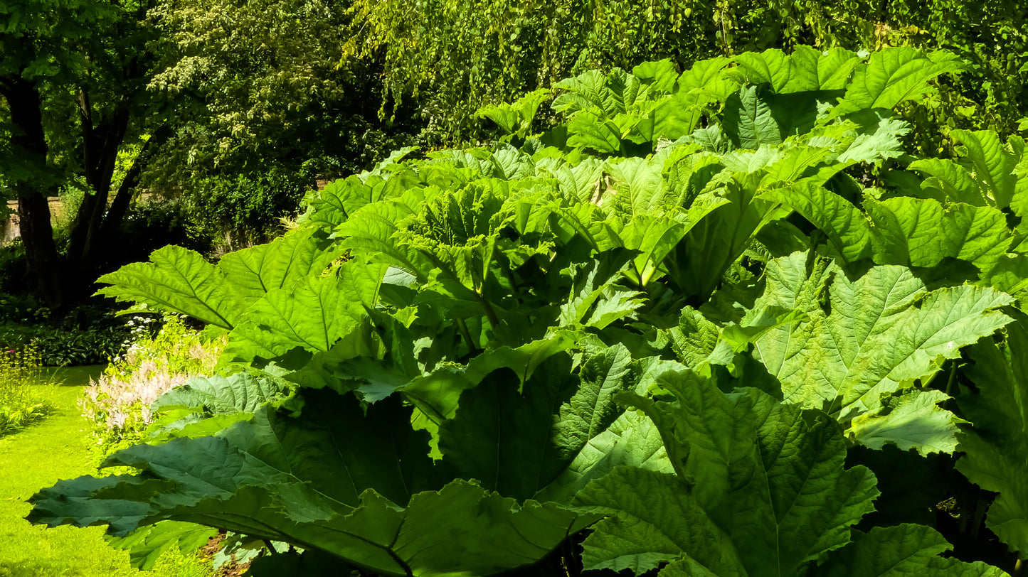 10 GUNNERA MANICATA 6' Leaves! Giant Rhubarb Dinosaur Plant Moist Shade Red Flower Seeds