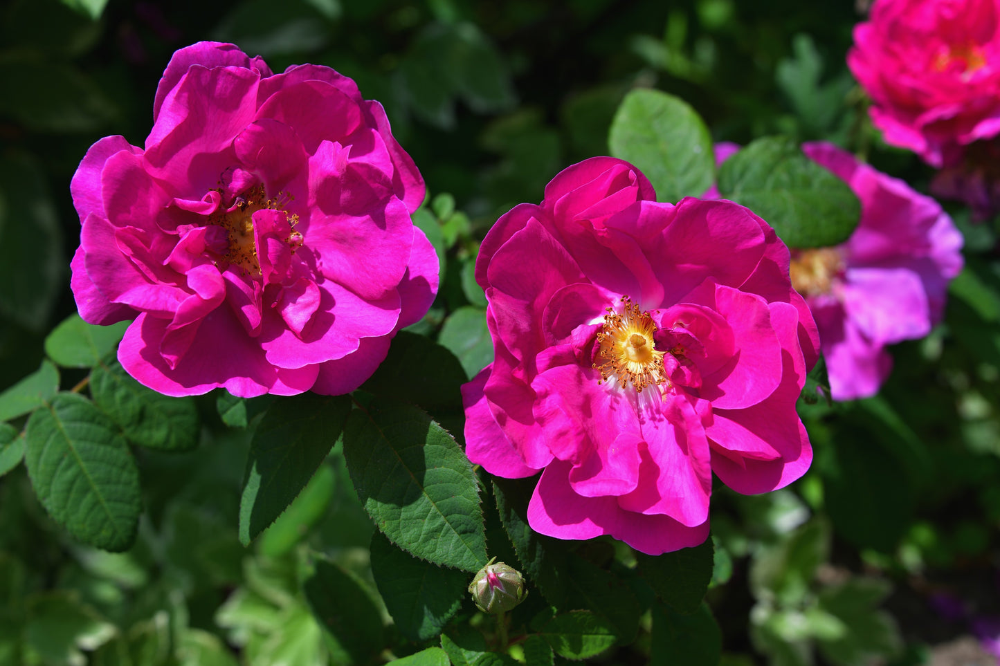 rosa gallica seeds 30 JAPANESE RED ROSE Bush Rosa Rugosa Rubra Rugrose Fragrant Flower Seeds